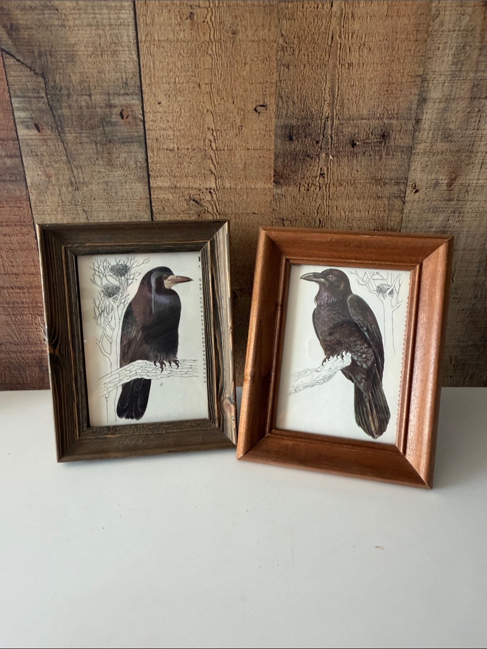 Set of Black Birds Book Pages in Wooden Brown 5x7 Frames- One Raven and One Rook